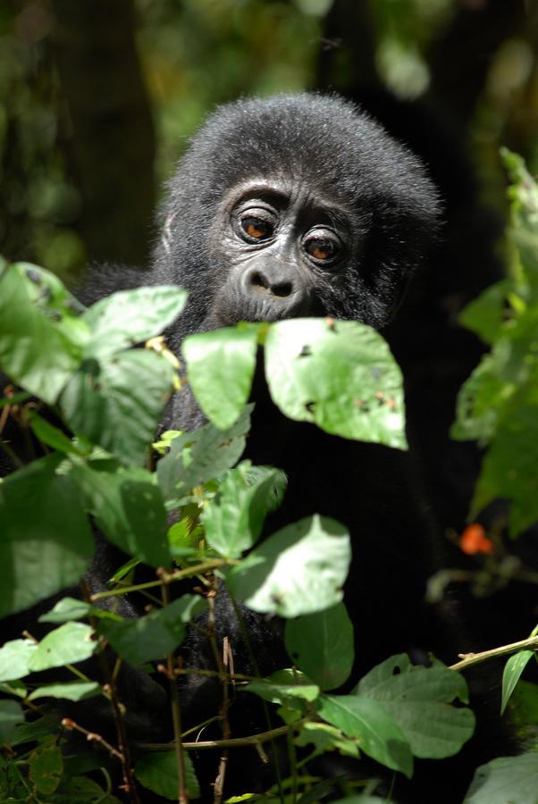 Nkuringo Bwindi Gorilla Lodge Exterior foto