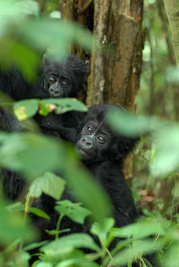 Nkuringo Bwindi Gorilla Lodge Exterior foto